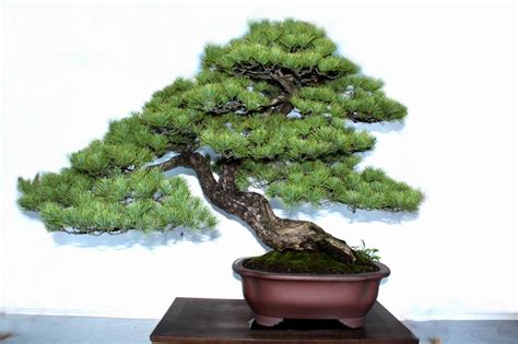 bonsai 意思|BONSAI中文(繁體)翻譯：劍橋詞典